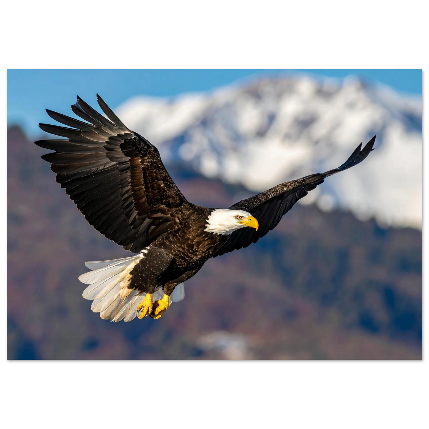 Wall Art- Bald Eagle in Flight Canvas Print - Stunning Wildlife Art for Home Decor