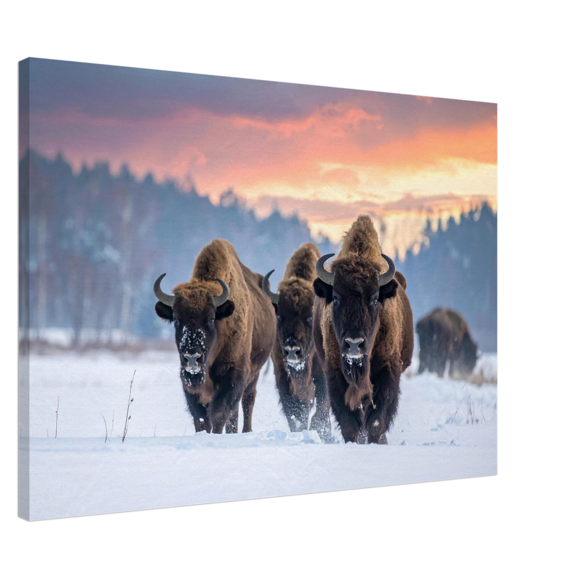 Three bison walking in a snowy landscape with a colorful sunset sky.
