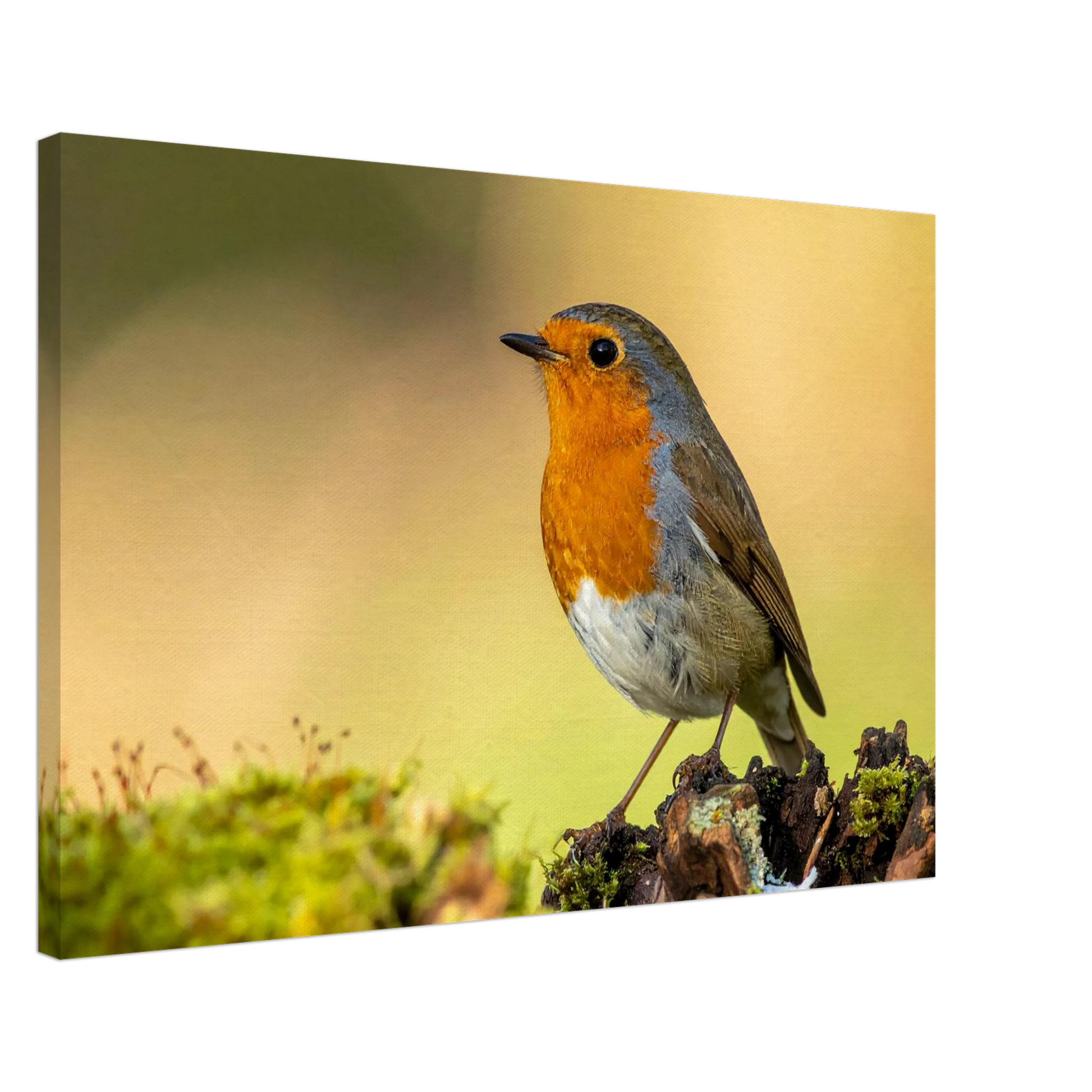 Canvas print of a robin bird on a natural background