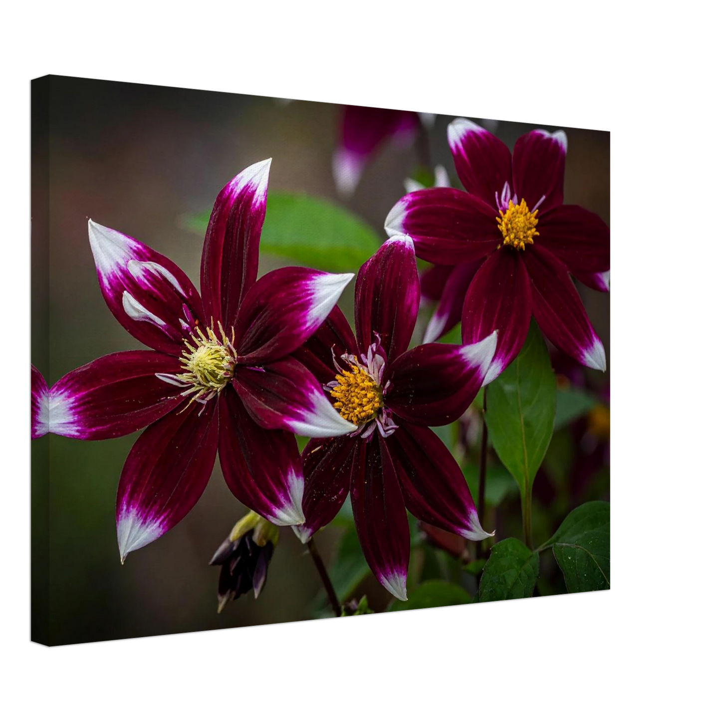 Canvas print of maroon and white flowers with yellow centers on a dark background
