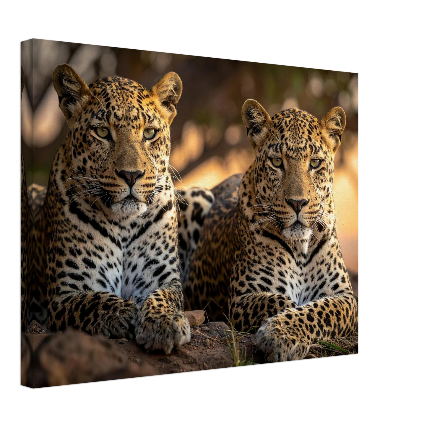 9e5a8a24-dae2-4edf-8e54-387b08e7fec9