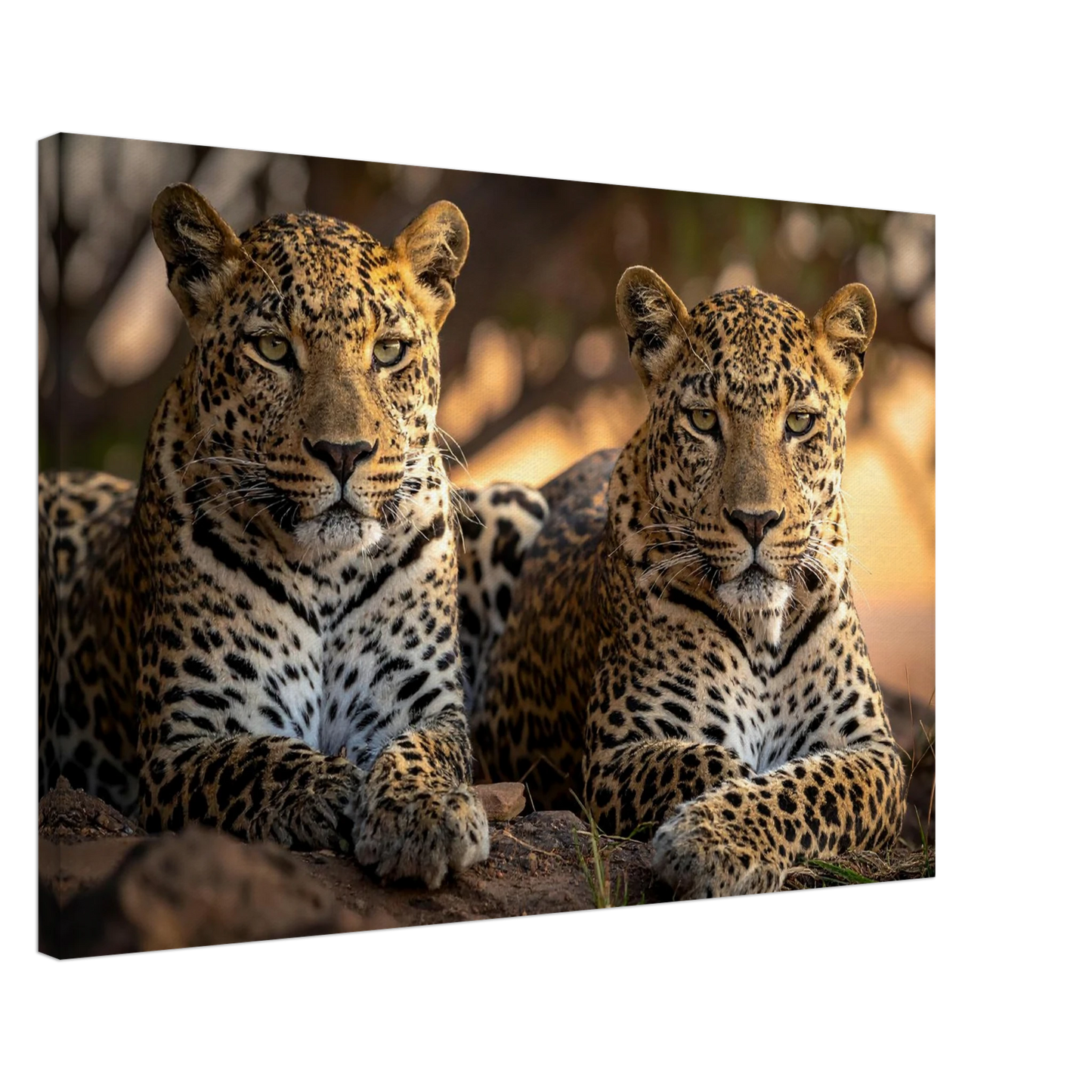 a82e28f6-2f62-4526-80d1-5d1ba97895c9