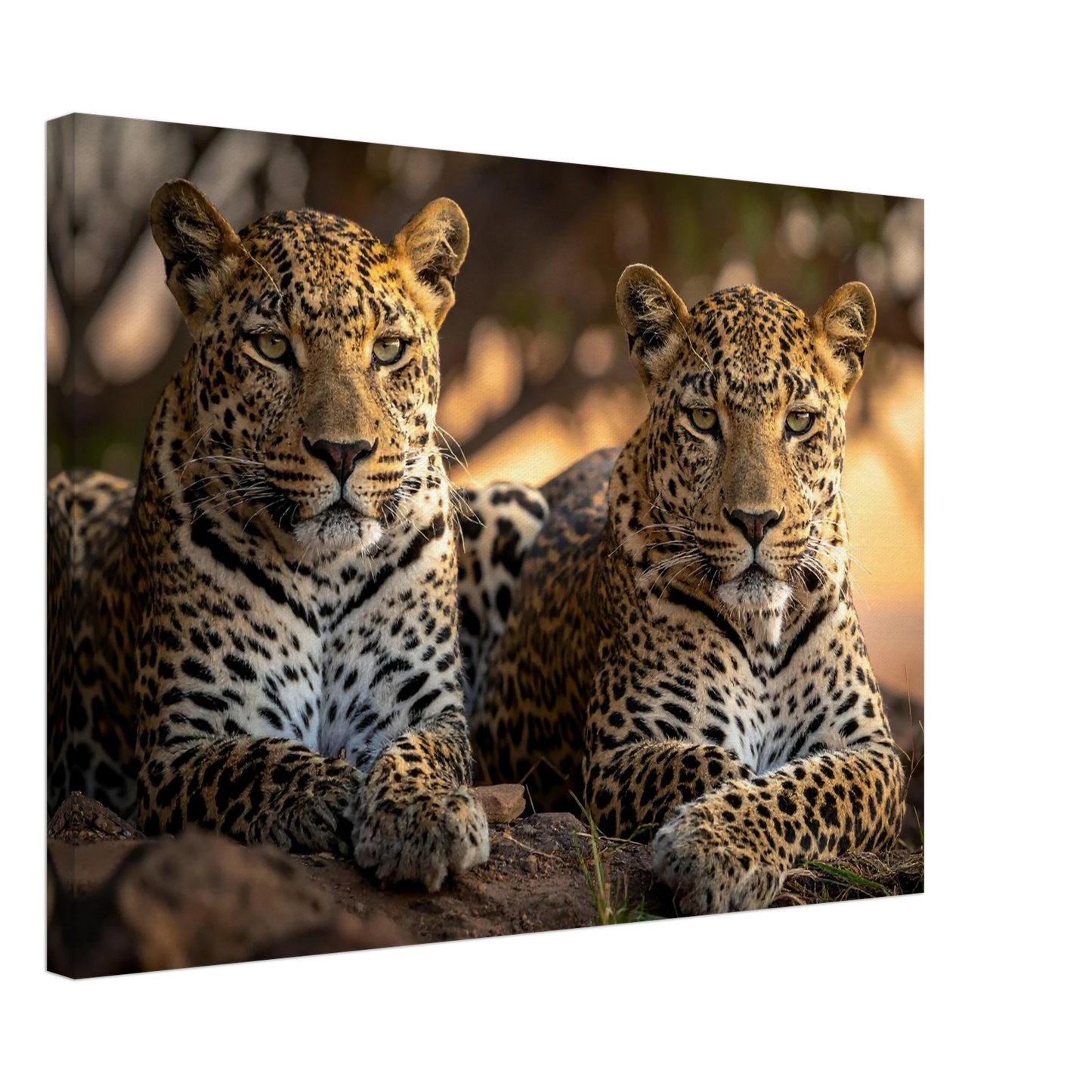 b5202879-669e-4ffb-9e3f-56310ab81df7