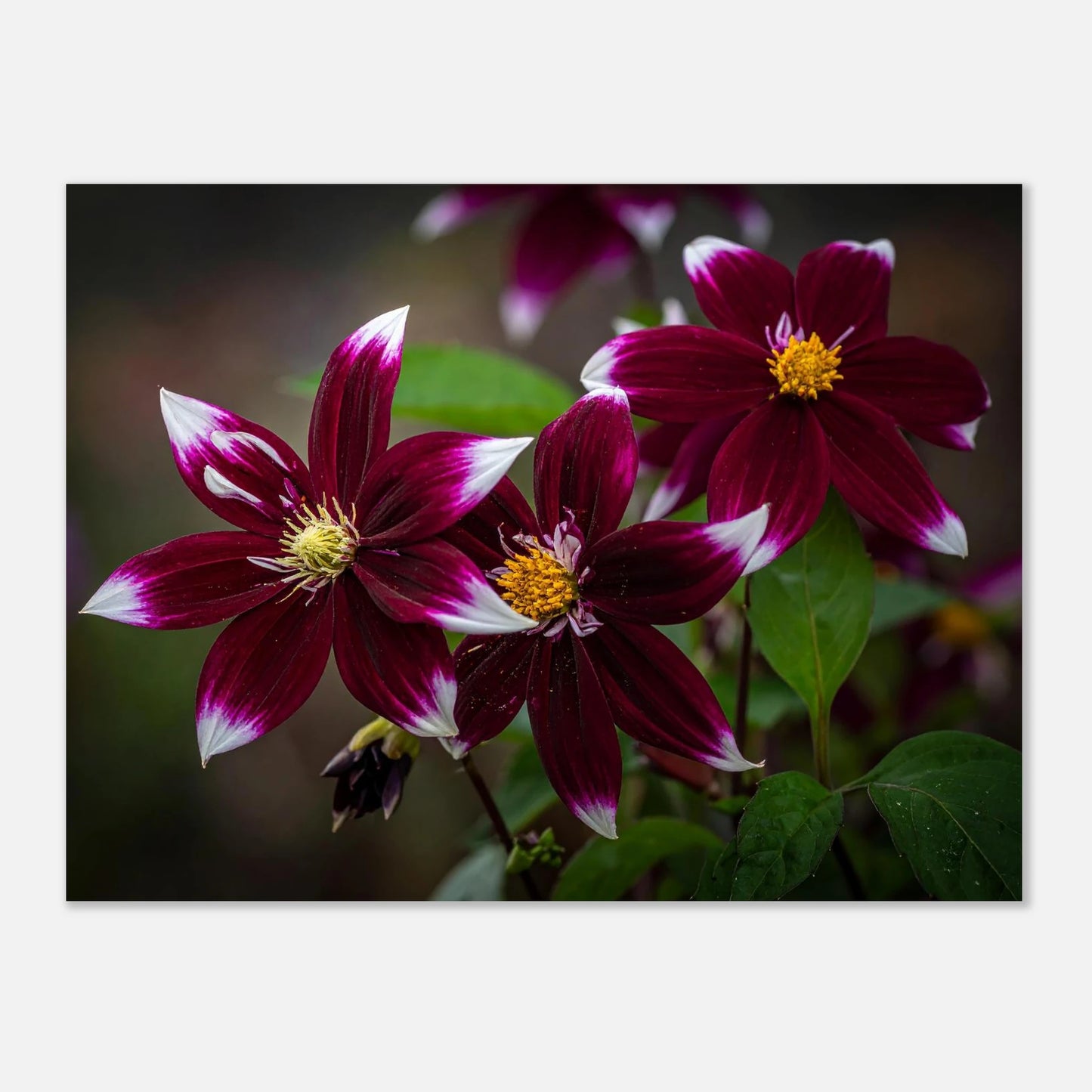 bce62007-6585-49fc-87ea-12f15c5b9a2f