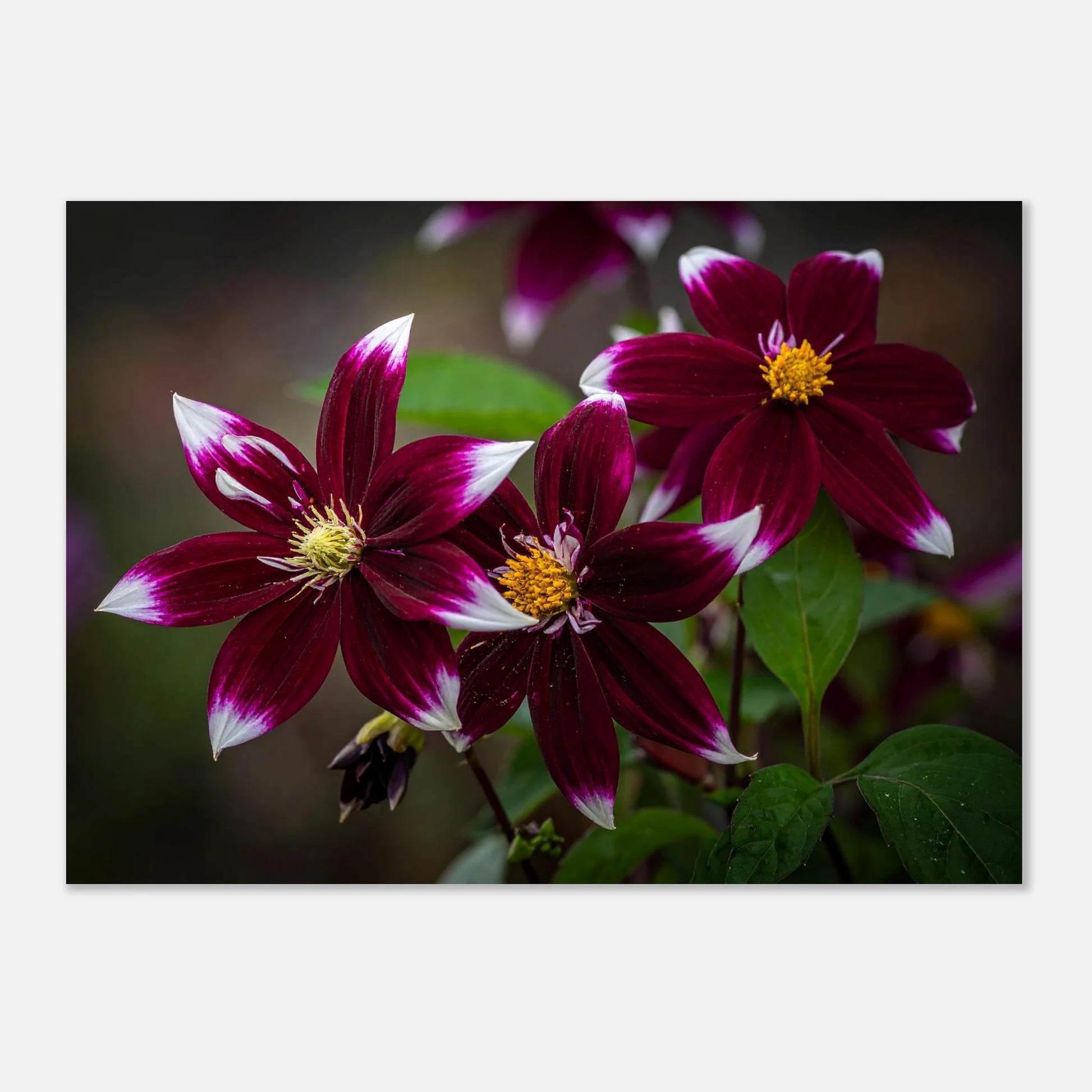 d88bb1c3-436c-4de8-bc37-2e08b53c05fa