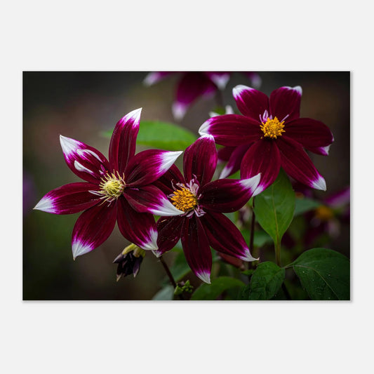Elegant canvas print of deep wine-colored Stargazer flowers with intricate detailing and a premium finish.