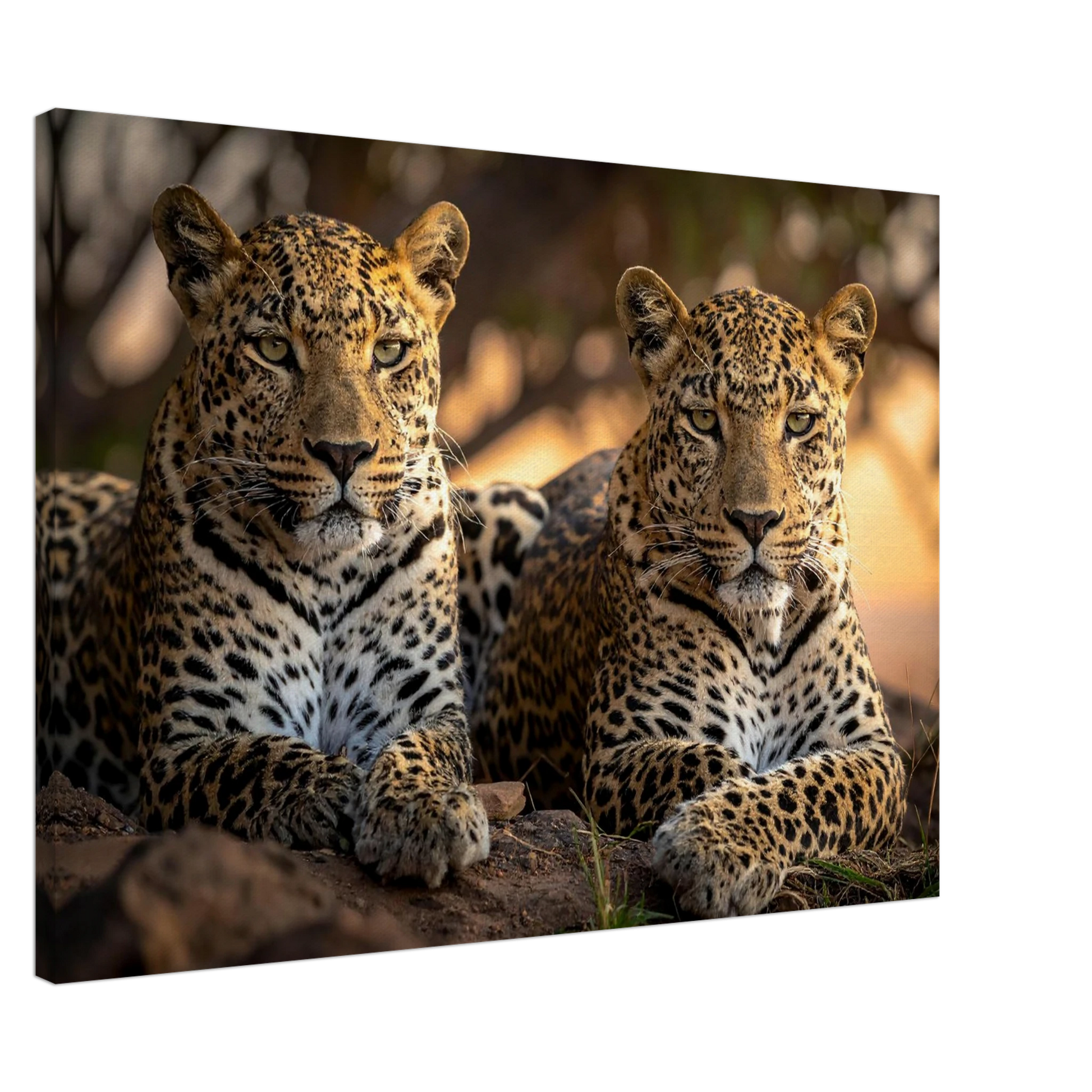 Two leopards sitting close together on a natural background