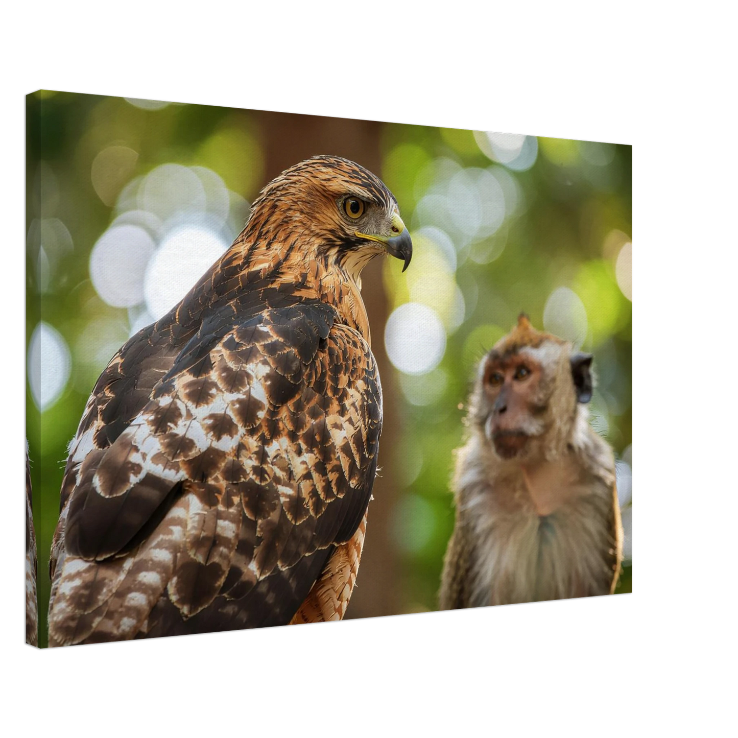Hawk and monkey in a natural setting with blurred green background